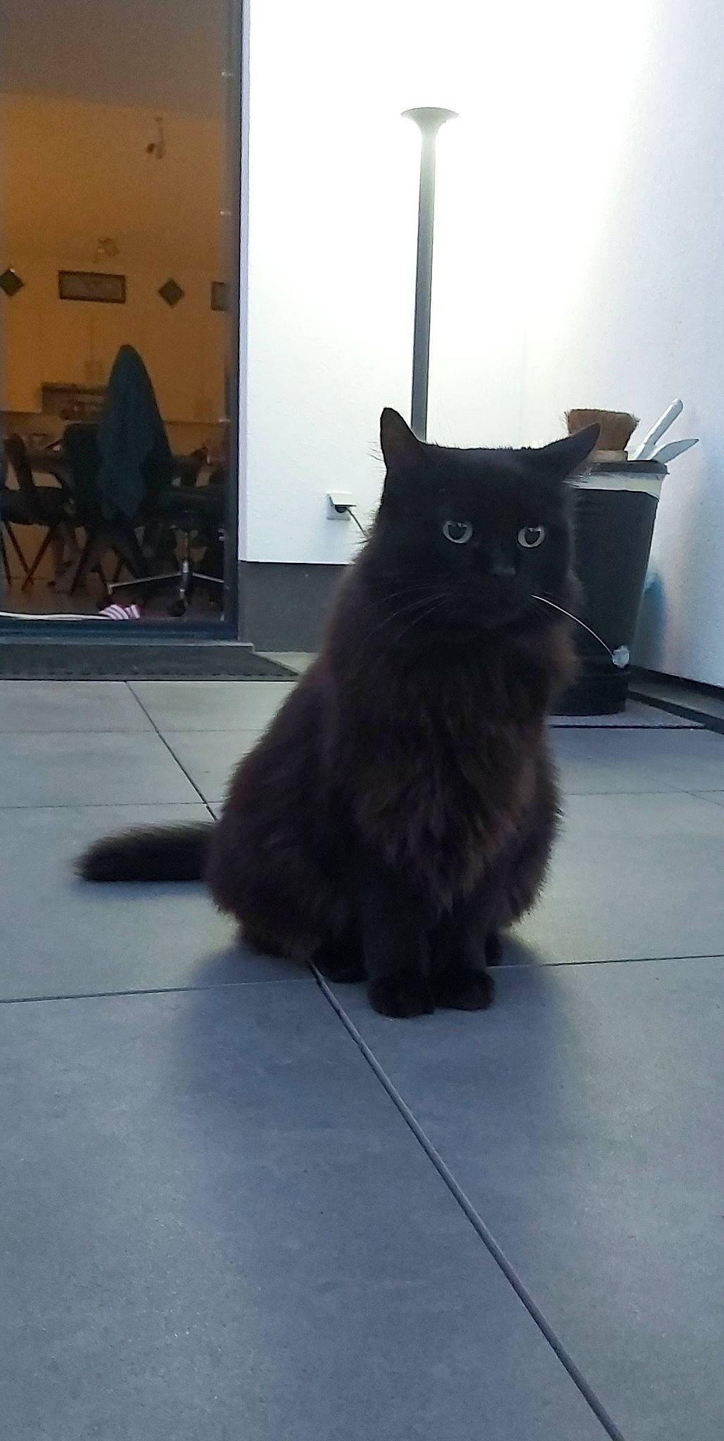 Ticky a rejoint le concours — aidez-le/la à gagner de superbes lots ! black, black_cat, british_longhair, british_semi_longhair, carnivore, cat, domestic_long_haired_cat, domestic_short_haired_cat, fawn, felidae, floor, fur, kitten, mammal, norwegian_forest_cat, persian, small_to_medium_sized_cats, snout, tail, whiskers