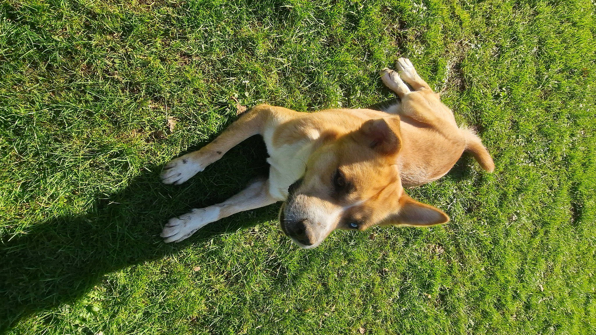 Pâco participe au concours pour gagner de l'argent avec cette photo : canidae, carnivore, companion_dog, dog, dog_breed, fawn, golden_retriever, grass, groundcover, herbaceous_plant, non_sporting_group, paw, plant, snout, sporting_group, tail, terrestrial_animal, wildlife, working_animal, working_dog