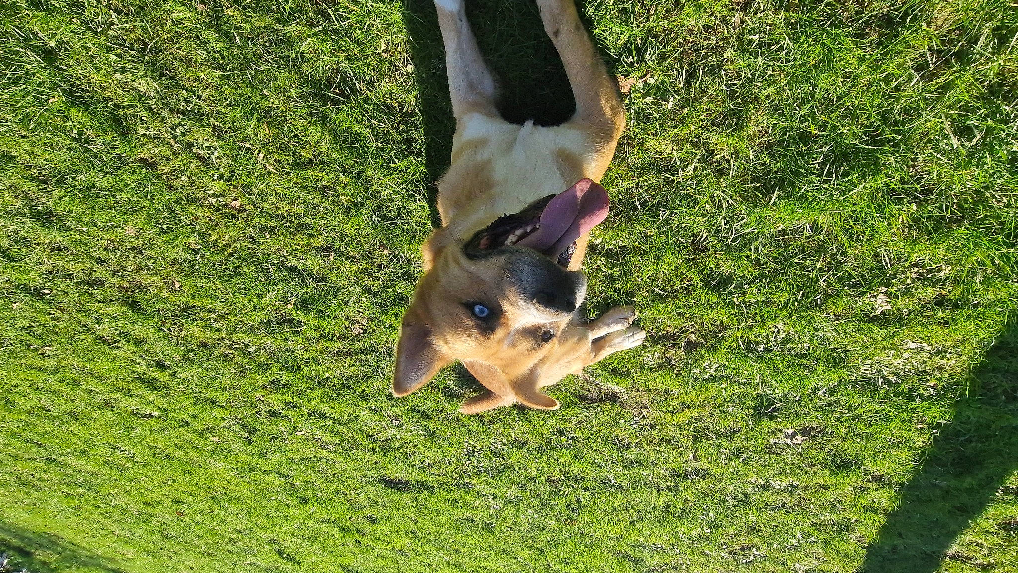 Pâco a rejoint le concours — aidez-le/la à gagner de superbes lots ! carnivore, companion_dog, dog, dog_breed, east_european_shepherd, fawn, foot, german_shepherd_dog, grass, groundcover, guard_dog, human_leg, king_shepherd, pasture, paw, plant, sporting_group, tail, terrestrial_animal, working_animal