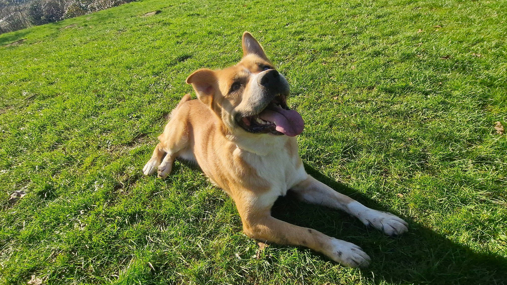 Pâco participe au concours pour gagner de l'argent avec cette photo : biting, canidae, carnivore, collar, companion_dog, dog, dog_breed, dog_supply, fawn, grass, groundcover, non_sporting_group, paw, plant, snout, sporting_group, tail, working_animal, working_dog