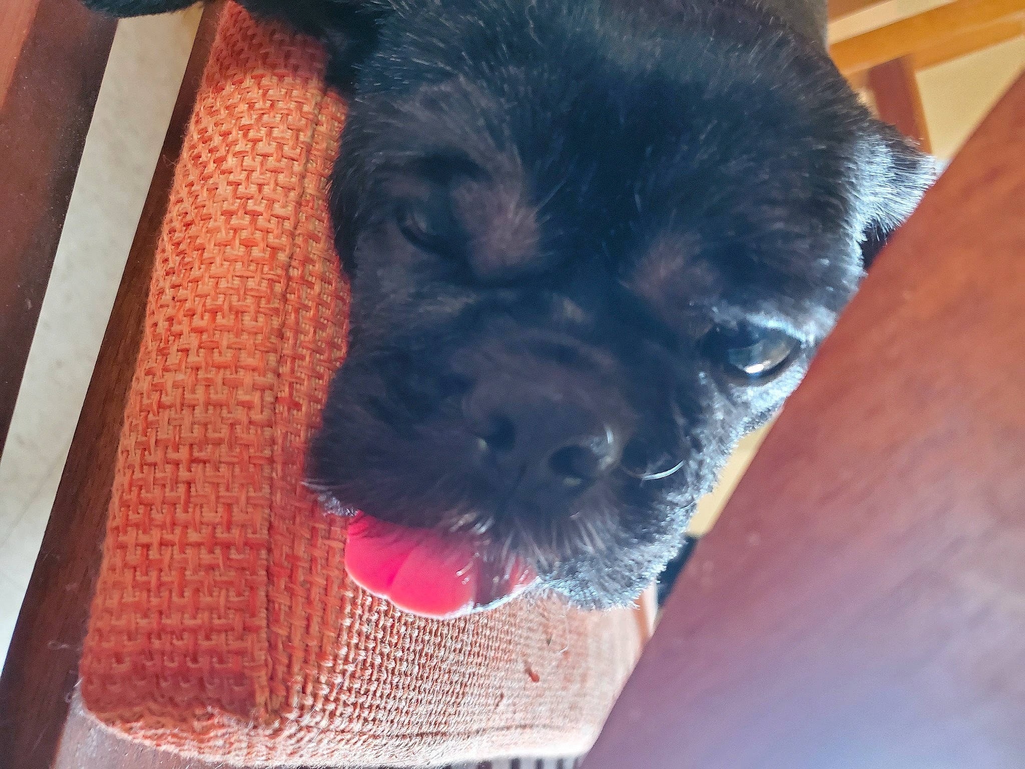 Blacky is registered to the contest to win money with this photo: borador, canidae, carnivore, companion_dog, dog, dog_breed, fawn, fur, guard_dog, hardwood, liver, non_sporting_group, puppy, selfie, snout, sporting_group, whiskers, wood, wood_stain, working_animal