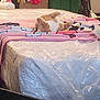 Simba is registered to the contest to win money with this photo: cat, orange_cat, blanket, mattress, plastic_wrap, indoor, furniture, storage_bin, clutter, household_items, broom, plastic_bag, wooden_furniture, floor, relaxing_cat, upside_down_cat, fabric, room, pet, domestic