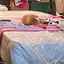 Simba is registered to the contest to win money with this photo: cat, orange_tabby, blanket, bed, mattress, plastic_cover, furniture, drawer, storage_bin, clutter, indoor, sleeping, resting, household_items, room, wooden_furniture, floor, colorful, domestic, pet