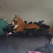 Simba joined the competition — help win amazing prizes! cat, orange_tabby, couch, armrest, indoor, decor, feathers, leaves, wall, photographs, household_items, relaxed, feline, pet, seated, side_view, cozy, living_room, furniture, domestic