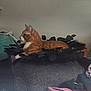 cat, orange_tabby, couch, armrest, indoor, decor, feathers, leaves, wall, photographs, household_items, relaxed, feline, pet, seated, side_view, cozy, living_room, furniture, domestic
