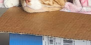 Simba joined the competition — help win amazing prizes! cat, orange_tabby, cardboard_box, blanket, indoor, pet, resting, cozy, feline, animal, domestic, soft_texture, brown, white, relaxed, head, paw, floor, household, casual