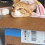cat, orange_tabby, cardboard_box, blanket, indoor, pet, resting, cozy, feline, animal, domestic, soft_texture, brown, white, relaxed, head, paw, floor, household, casual