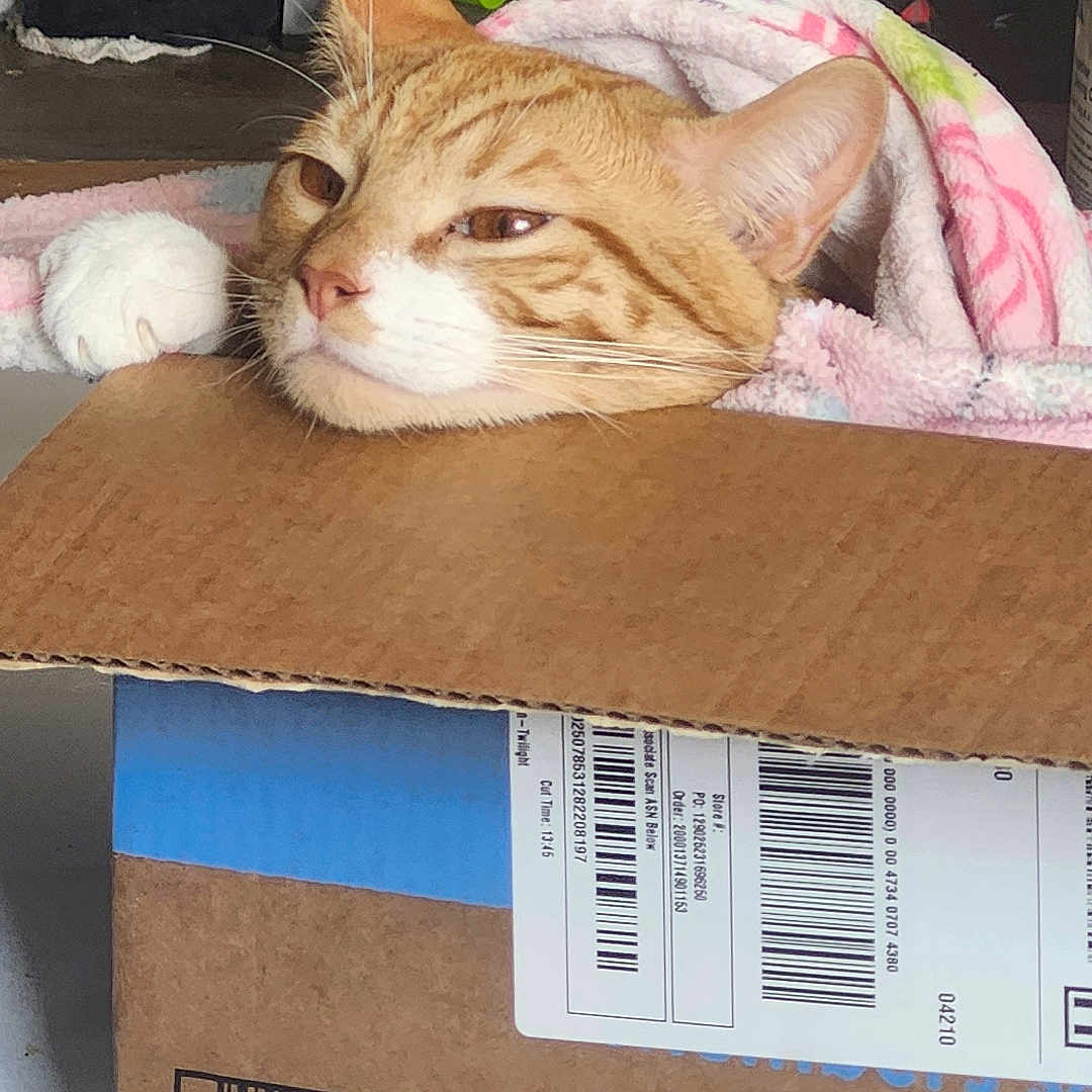 Simba joined the competition — help win amazing prizes! animal, blanket, brown, cardboard_box, casual, cat, cozy, domestic, feline, floor, head, household, indoor, orange_tabby, paw, pet, relaxed, resting, soft_texture, white