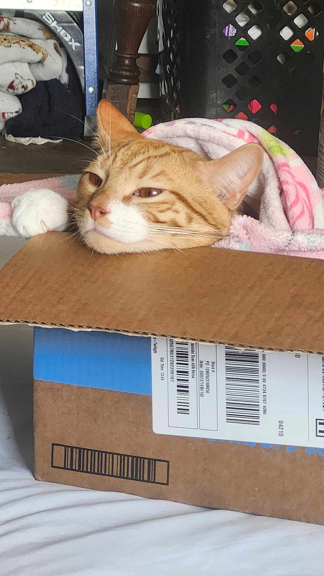 Simba joined the competition — help win amazing prizes! cat, orange_tabby, cardboard_box, blanket, indoor, pet, resting, cozy, feline, animal, domestic, soft_texture, brown, white, relaxed, head, paw, floor, household, casual