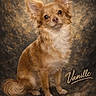 dog, chihuahua, fluffy, portrait, studio, pet, animal, ears, fur, sitting, cute, brown, white, background, artistic, name, script, expression, eyes, tail