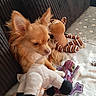 dog, small_dog, fluffy, stuffed_toy, giraffe_toy, purple_lizard_toy, blanket, couch, carpet, star_pattern, indoor, pet, fur, cute, relaxing, soft_toys, animal, home, cozy, resting