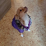Vanille a rejoint le concours — aidez-le/la à gagner de superbes lots ! dog, small_dog, purple_jacket, fur_trim, indoor, floor, pet, looking_up, curious, canine, animal, coat, clothing, waiting, domestic_animal, companion, cute, brown_dog, white_paw, fur