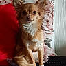 dog, small_dog, fluffy, ears, sitting, curious, indoor, pillow, red_pillow, floral_pillow, flower_pattern, white_wall, textured_wall, tail, fur, pet, cozy, home, cute, animal