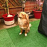 Vanille a rejoint le concours — aidez-le/la à gagner de superbes lots ! dog, small_dog, pet, animal, sitting, fur, garden, potted_plants, flower_pots, greenery, artificial_grass, brick_wall, outdoor, canine, cute, domestic_animal, plant, flower, garden_decor, attentive