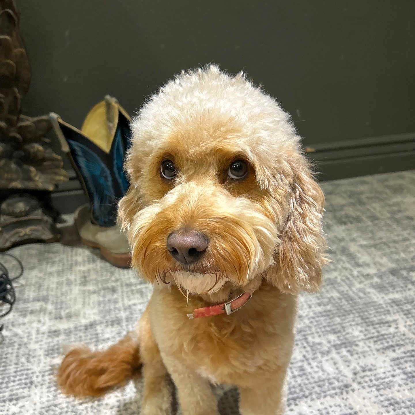 Bun Bun is registered to the contest to win money with this photo: animal, background_objects, brown, carpet, closeup, collar, companion, curious, cute, dog, domestic_animal, ears, fluffy, fur, indoor, mammal, pet, portrait, sitting, tail