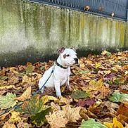 Abbou participe au concours pour gagner de l'argent avec cette photo : autumn, brown_spots, calm, colorful_leaves, daylight, dog, fall_leaves, fence, ground, leaf_litter, leash, moss, nature, outdoor, pet, puppy, sitting, wall, white_fur, young_dog