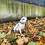 autumn, brown_spots, calm, colorful_leaves, daylight, dog, fall_leaves, fence, ground, leaf_litter, leash, moss, nature, outdoor, pet, puppy, sitting, wall, white_fur, young_dog