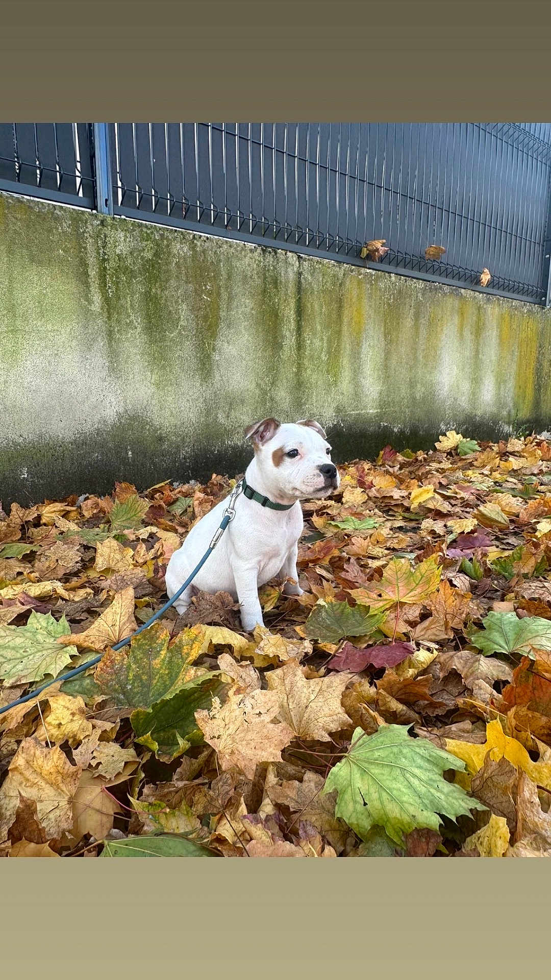 Abbou participe au concours pour gagner de l'argent avec cette photo : autumn, brown_spots, calm, colorful_leaves, daylight, dog, fall_leaves, fence, ground, leaf_litter, leash, moss, nature, outdoor, pet, puppy, sitting, wall, white_fur, young_dog