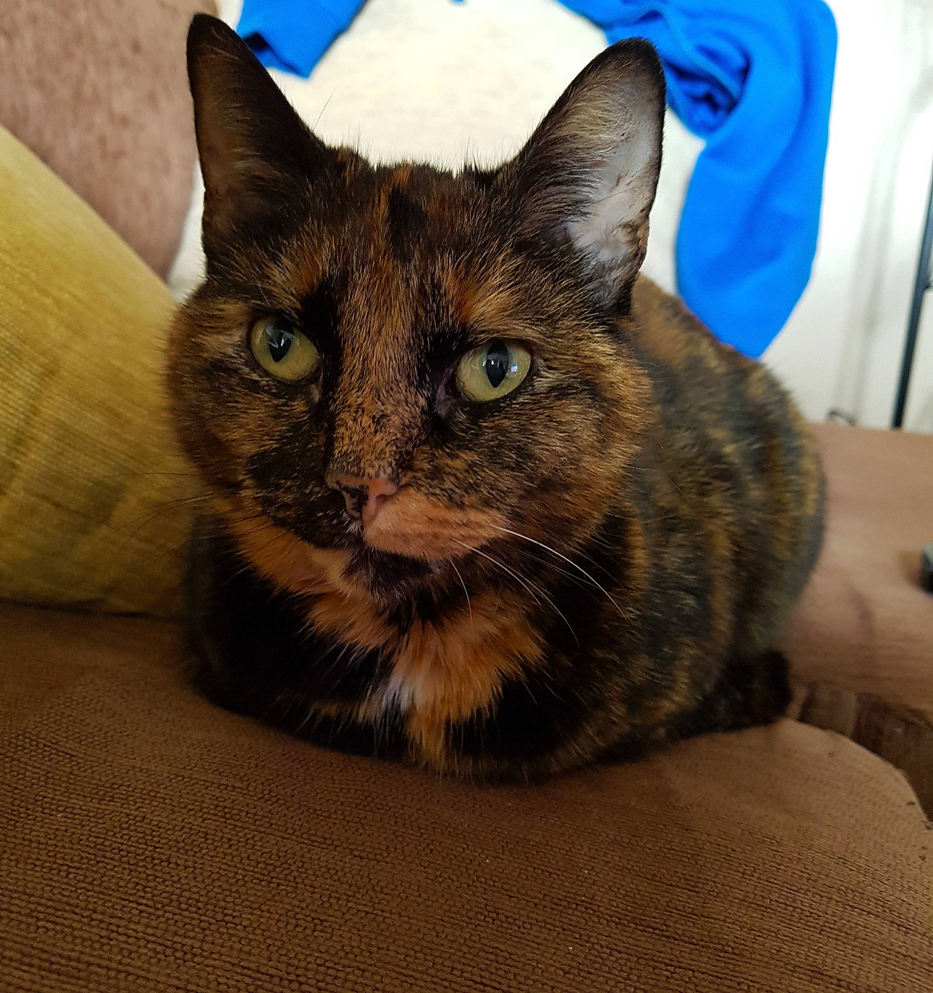 Plume participe au concours pour gagner de l'argent avec cette photo : box, carnivore, cat, cat_bed, cat_supply, comfort, domestic_short_haired_cat, electric_blue, eye, felidae, fur, head, small_to_medium_sized_cats, snout, whiskers