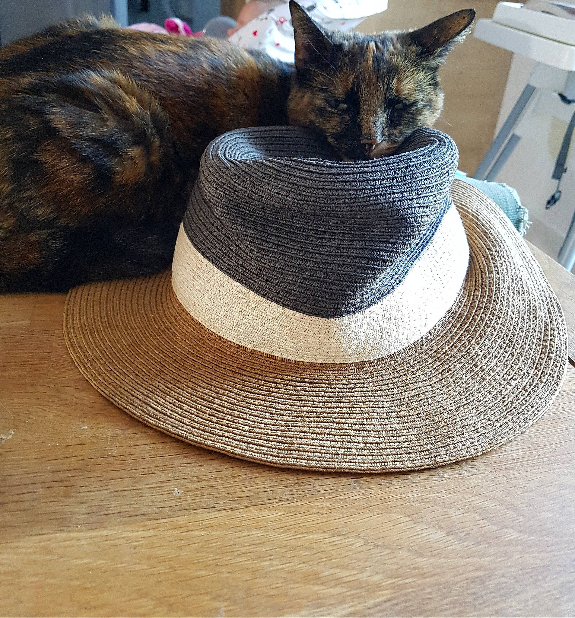 Plume a rejoint le concours — aidez-le/la à gagner de superbes lots ! black_cat, bombay, cap, carnivore, cat, cat_supply, comfort, costume_hat, fedora, felidae, grey, hat, headgear, serveware, small_to_medium_sized_cats, sun_hat, tail, vertebrate, whiskers, wood