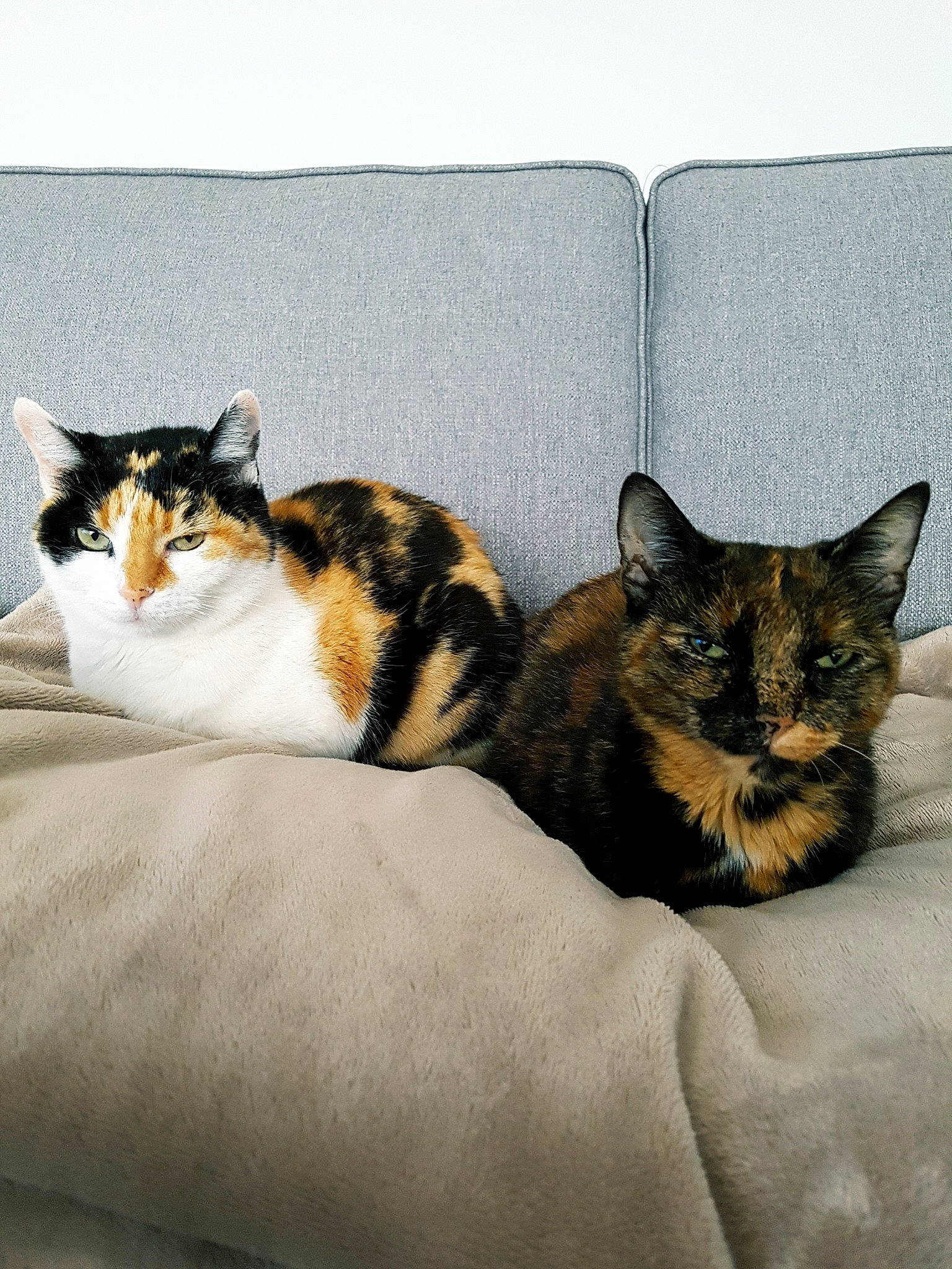 Plume participe au concours pour gagner de l'argent avec cette photo : bedding, carnivore, cat, cat_bed, cat_supply, claw, comfort, domestic_short_haired_cat, felidae, fur, linens, nap, paw, room, small_to_medium_sized_cats, snout, tail, terrestrial_animal, vertebrate, whiskers