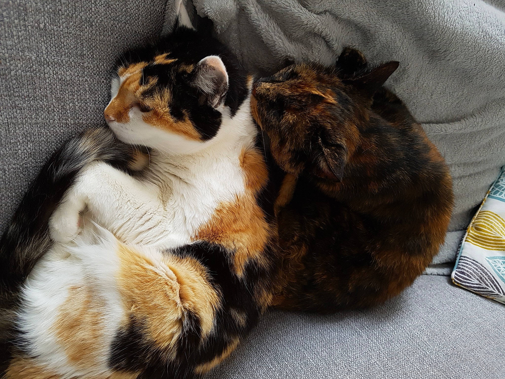 Plume a rejoint le concours — aidez-le/la à gagner de superbes lots ! carnivore, cat, claw, comfort, domestic_short_haired_cat, drinking_water, fawn, felidae, foot, fur, mineral_water, nap, paw, sleep, small_to_medium_sized_cats, snout, tail, tin_can, whiskers