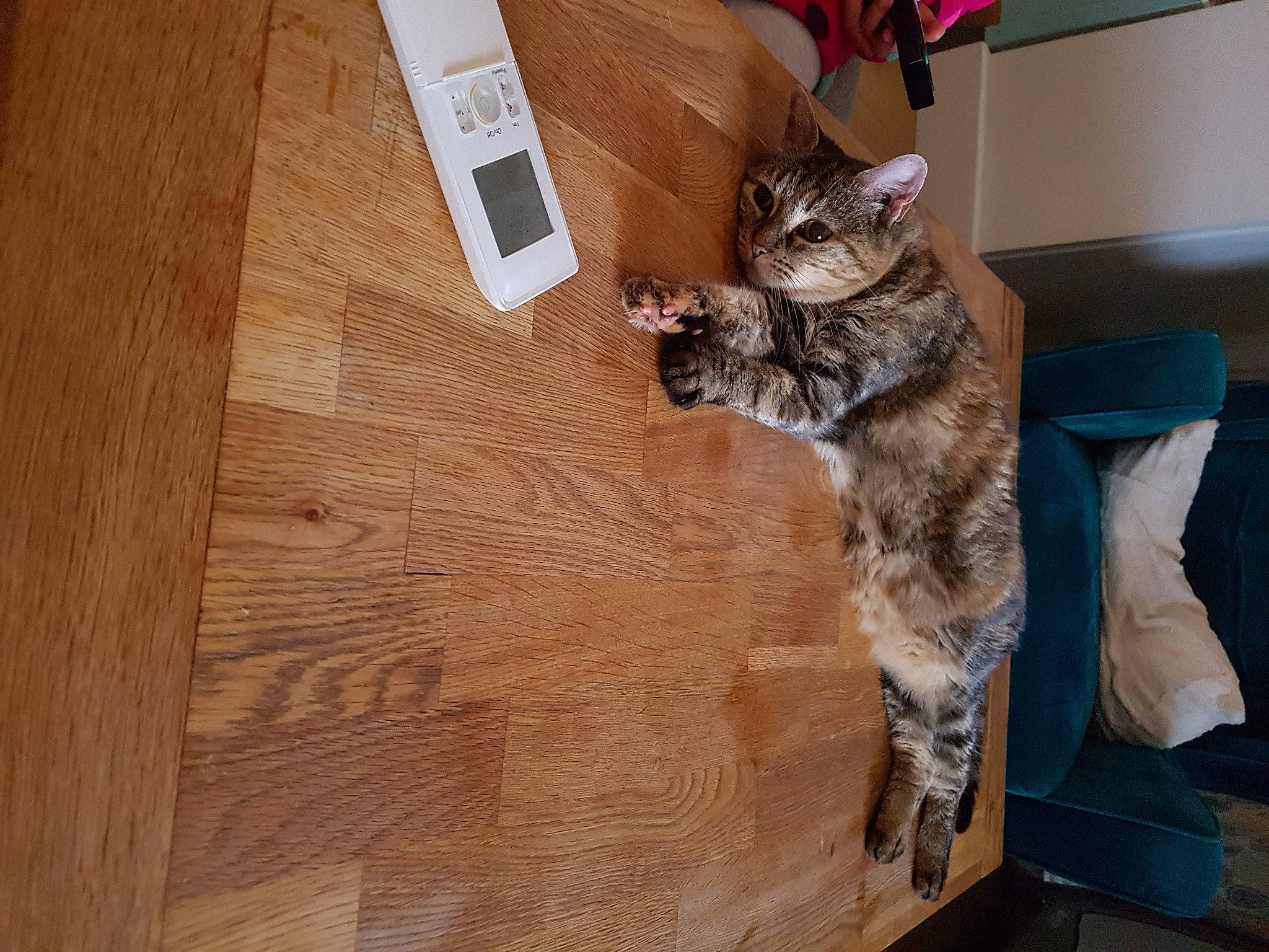 Bulle a rejoint le concours — aidez-le/la à gagner de superbes lots ! box, carnivore, cat, comfort, domestic_short_haired_cat, felidae, flooring, fur, hardwood, laminate_flooring, plank, plywood, room, small_to_medium_sized_cats, tail, varnish, whiskers, wood, wood_flooring, wood_stain