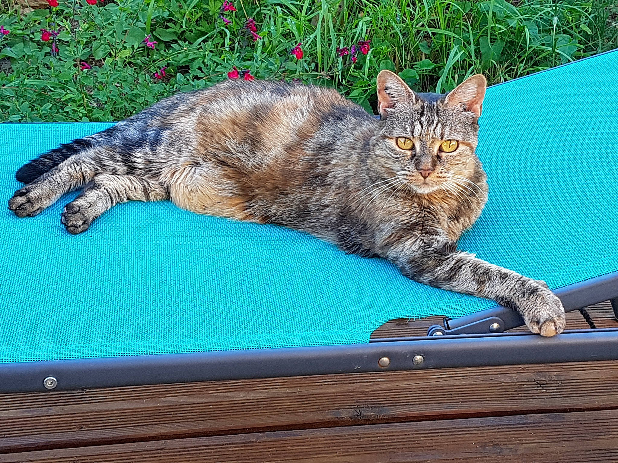 Bulle participe au concours pour gagner de l'argent avec cette photo : carnivore, cat, comfort, domestic_short_haired_cat, fawn, felidae, fur, grass, paw, plant, rectangle, small_to_medium_sized_cats, snout, table, tail, tree, whiskers, wildlife, window, wood