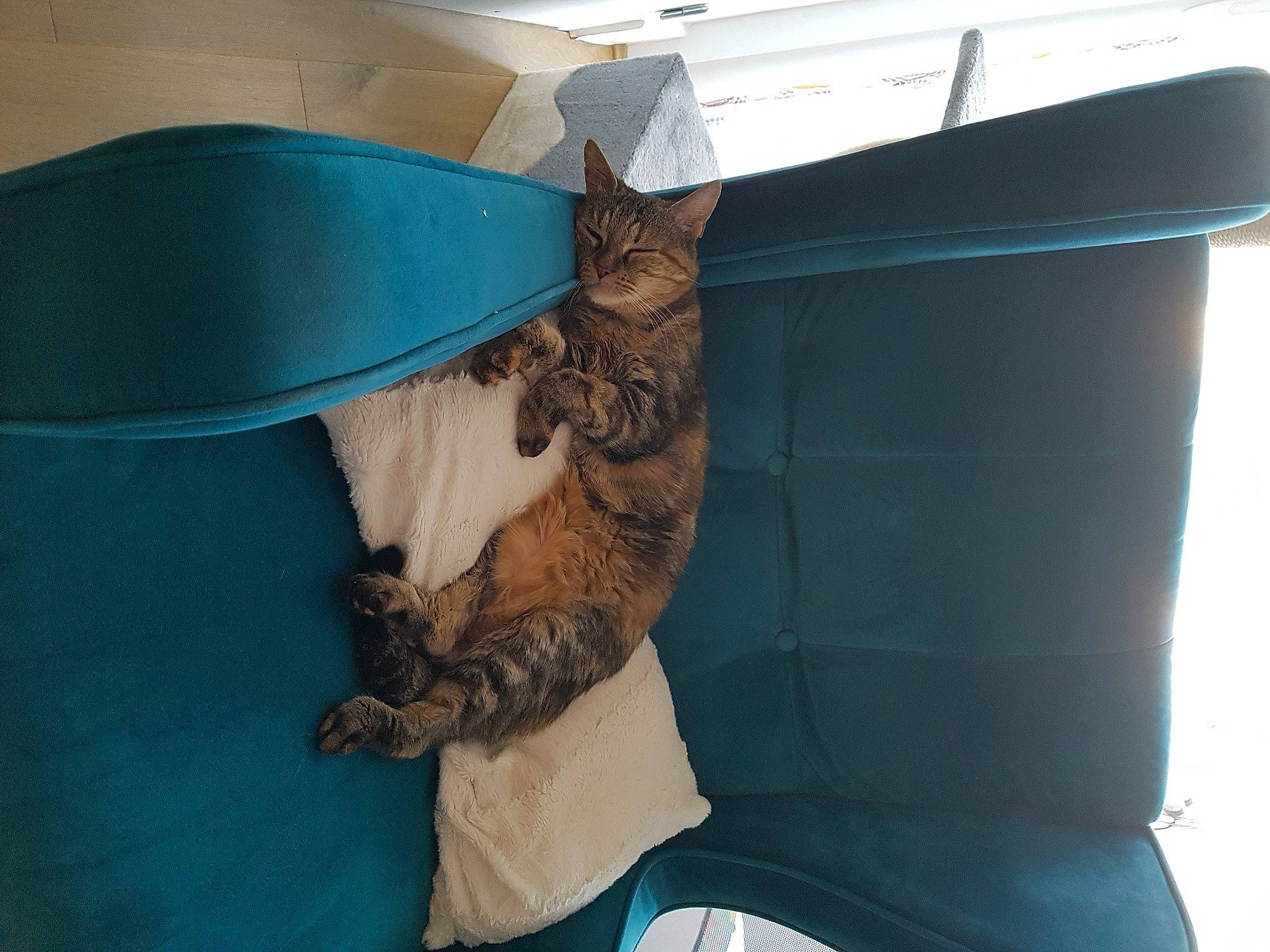 Bulle participe au concours pour gagner de l'argent avec cette photo : box, carnivore, cat, comfort, couch, domestic_short_haired_cat, fawn, feather, felidae, flooring, fur, hardwood, hat, linens, room, small_to_medium_sized_cats, tail, whiskers, wing, wood