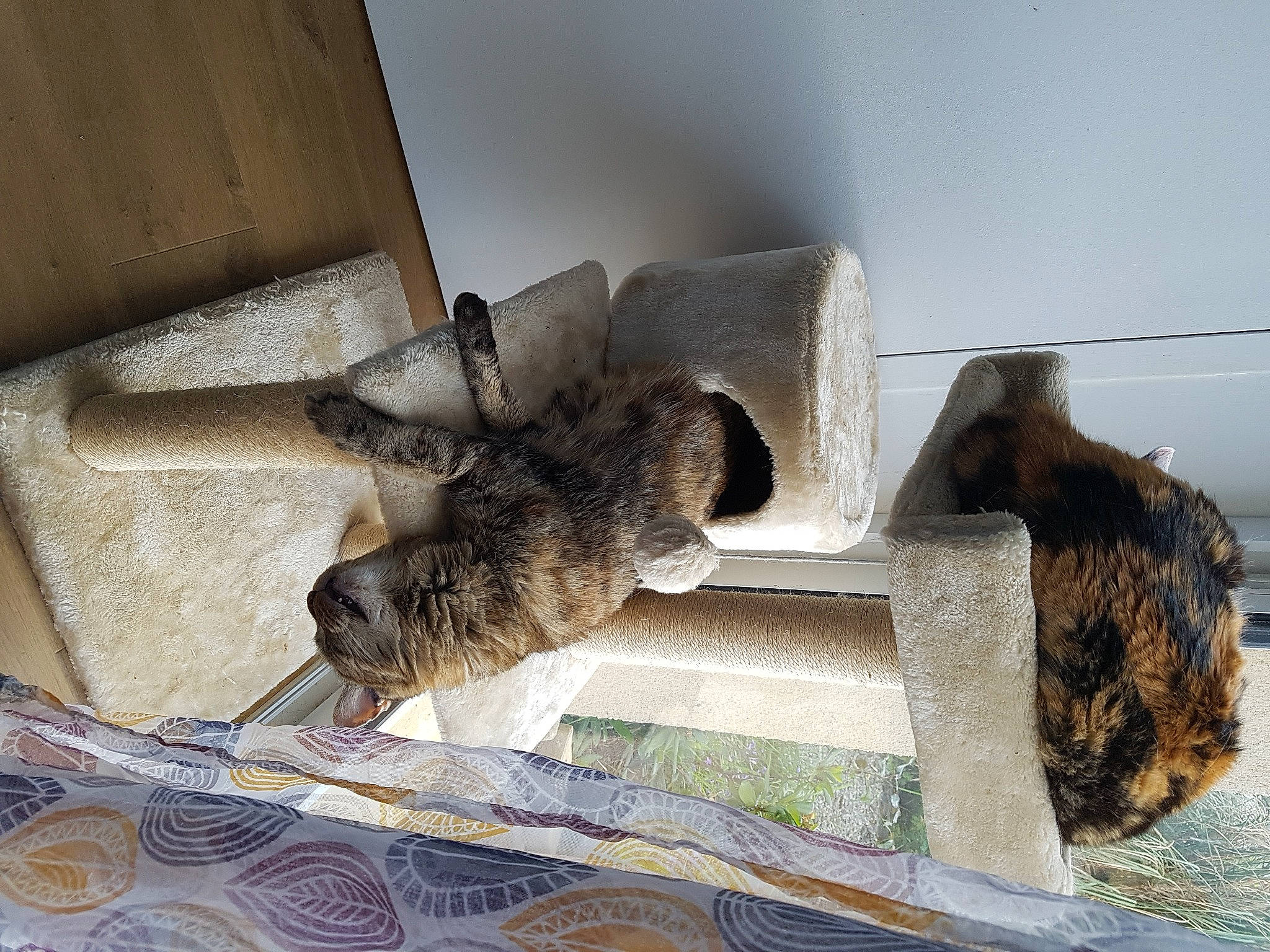 Bulle participe au concours pour gagner de l'argent avec cette photo : animal_shelter, carnivore, cat, ceiling, comfort, domestic_short_haired_cat, fawn, felidae, flooring, fur, hardwood, pet_supply, room, small_to_medium_sized_cats, tail, whiskers, wood