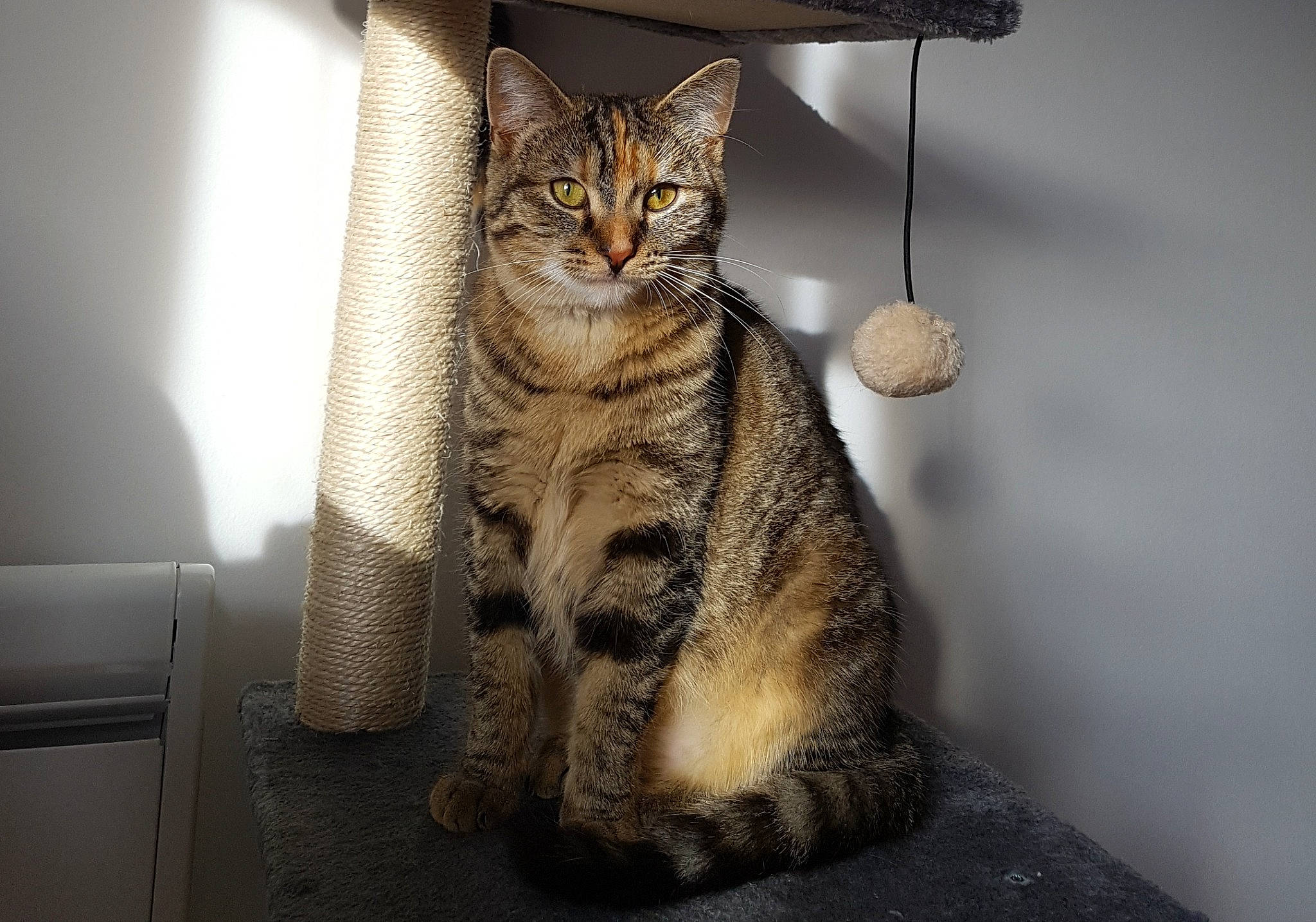 Ruby a rejoint le concours — aidez-le/la à gagner de superbes lots ! carnivore, cat, claw, comfort, domestic_short_haired_cat, fawn, felidae, fur, paw, sitting, small_to_medium_sized_cats, snout, tail, terrestrial_animal, whiskers, wildlife
