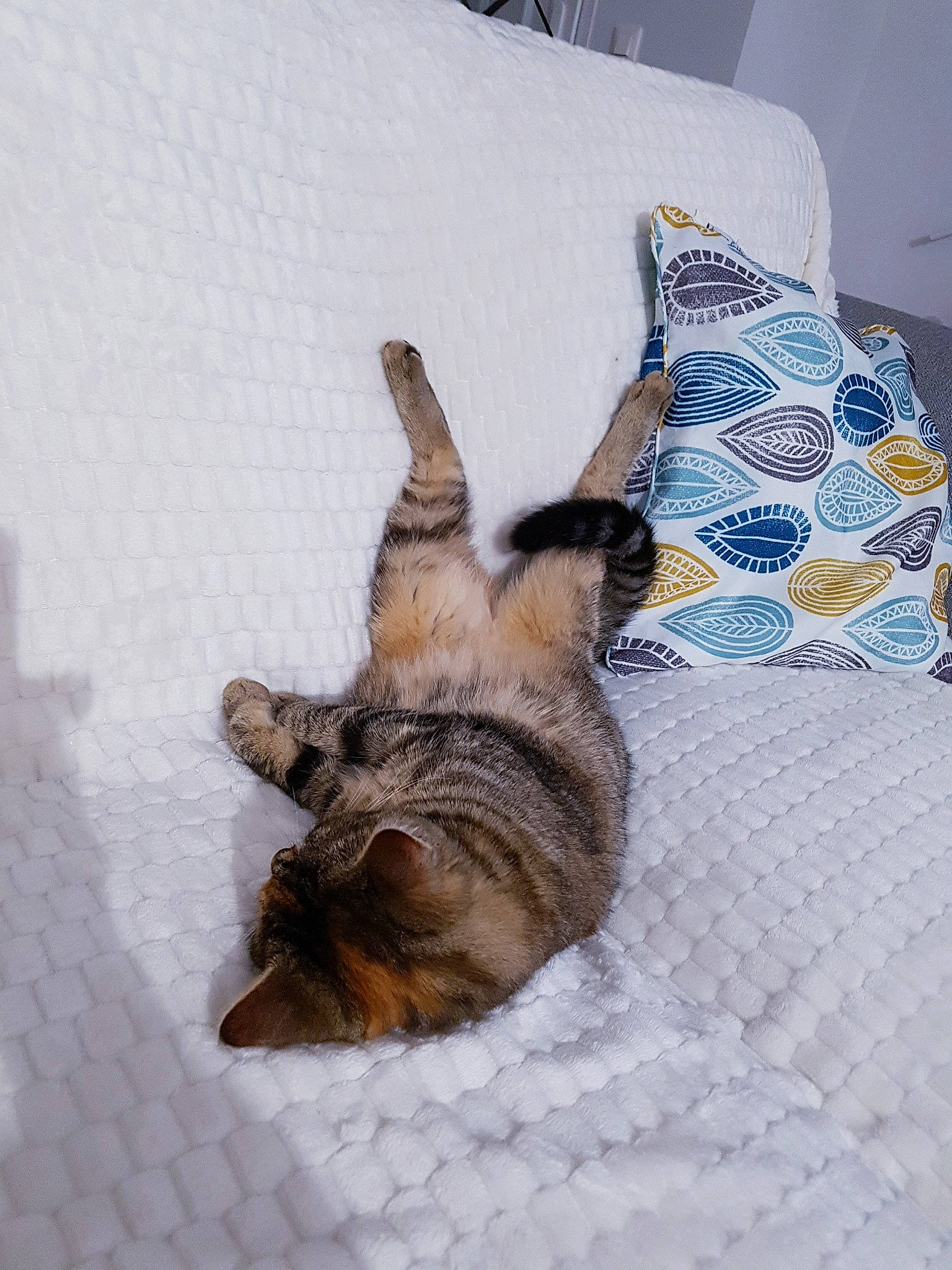 Ruby a rejoint le concours — aidez-le/la à gagner de superbes lots ! canidae, carnivore, cat, comfort, companion_dog, couch, dog_breed, domestic_short_haired_cat, fawn, felidae, flooring, fur, linens, paw, pillow, room, small_to_medium_sized_cats, sporting_group, tail, whiskers