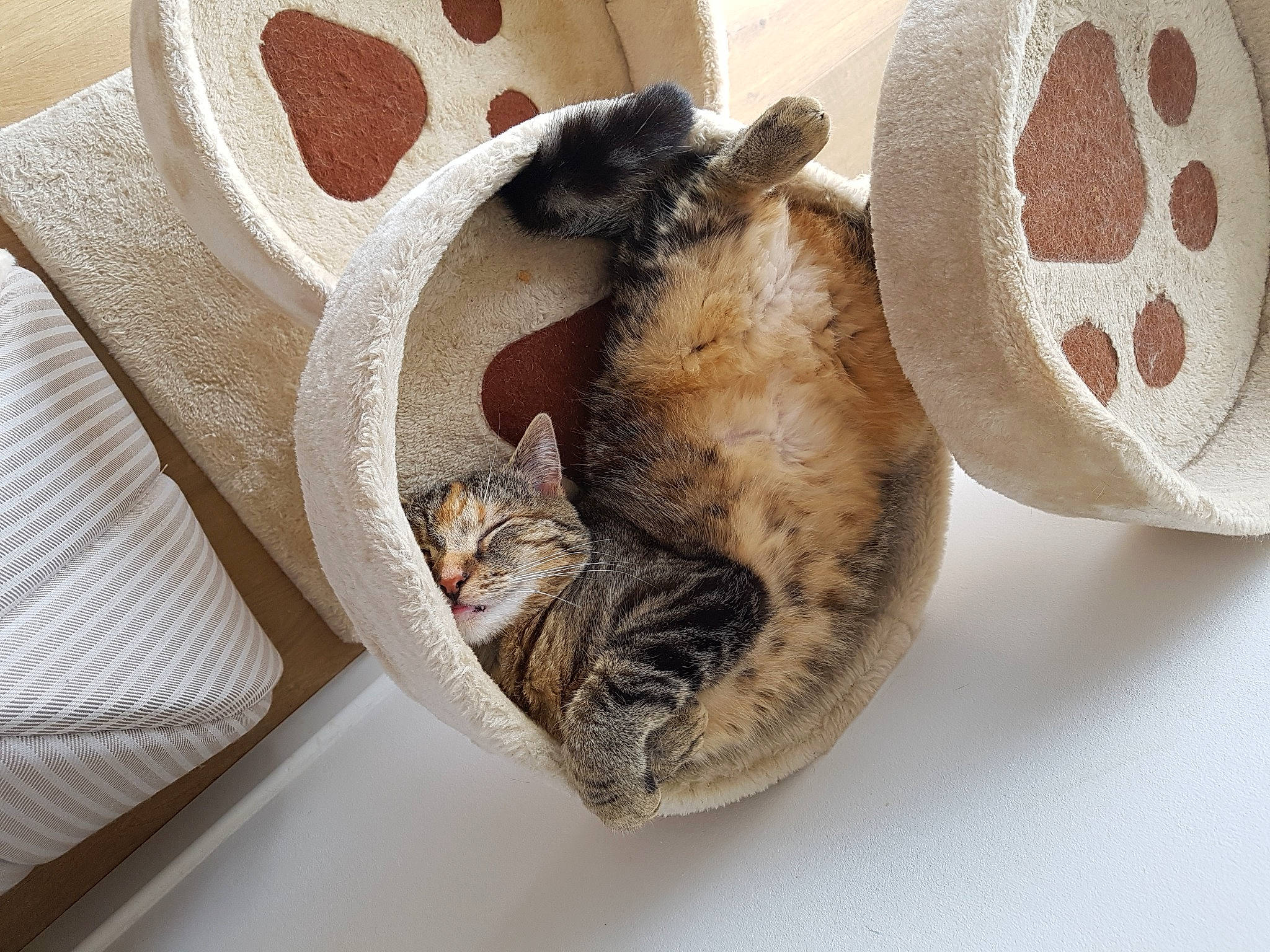 Ruby a rejoint le concours — aidez-le/la à gagner de superbes lots ! beige, brown, carmine, carnivore, cat, cat_bed, cat_supply, comfort, domestic_short_haired_cat, fawn, felidae, fur, linens, mammal, pet_supply, small_to_medium_sized_cats, tail, vertebrate, whiskers, wood