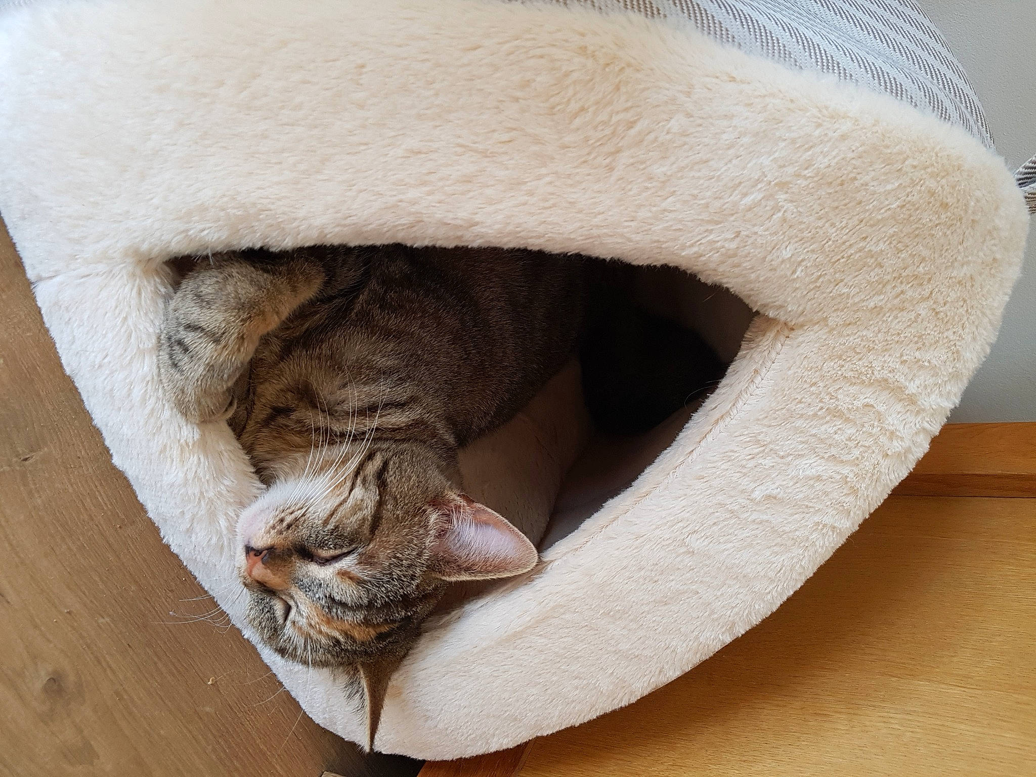 Ruby participe au concours pour gagner de l'argent avec cette photo : beige, carnivore, cat, cat_bed, cat_supply, comfort, domestic_short_haired_cat, fawn, felidae, flooring, fur, hardwood, linens, nap, small_to_medium_sized_cats, snout, tail, whiskers, wood, wool