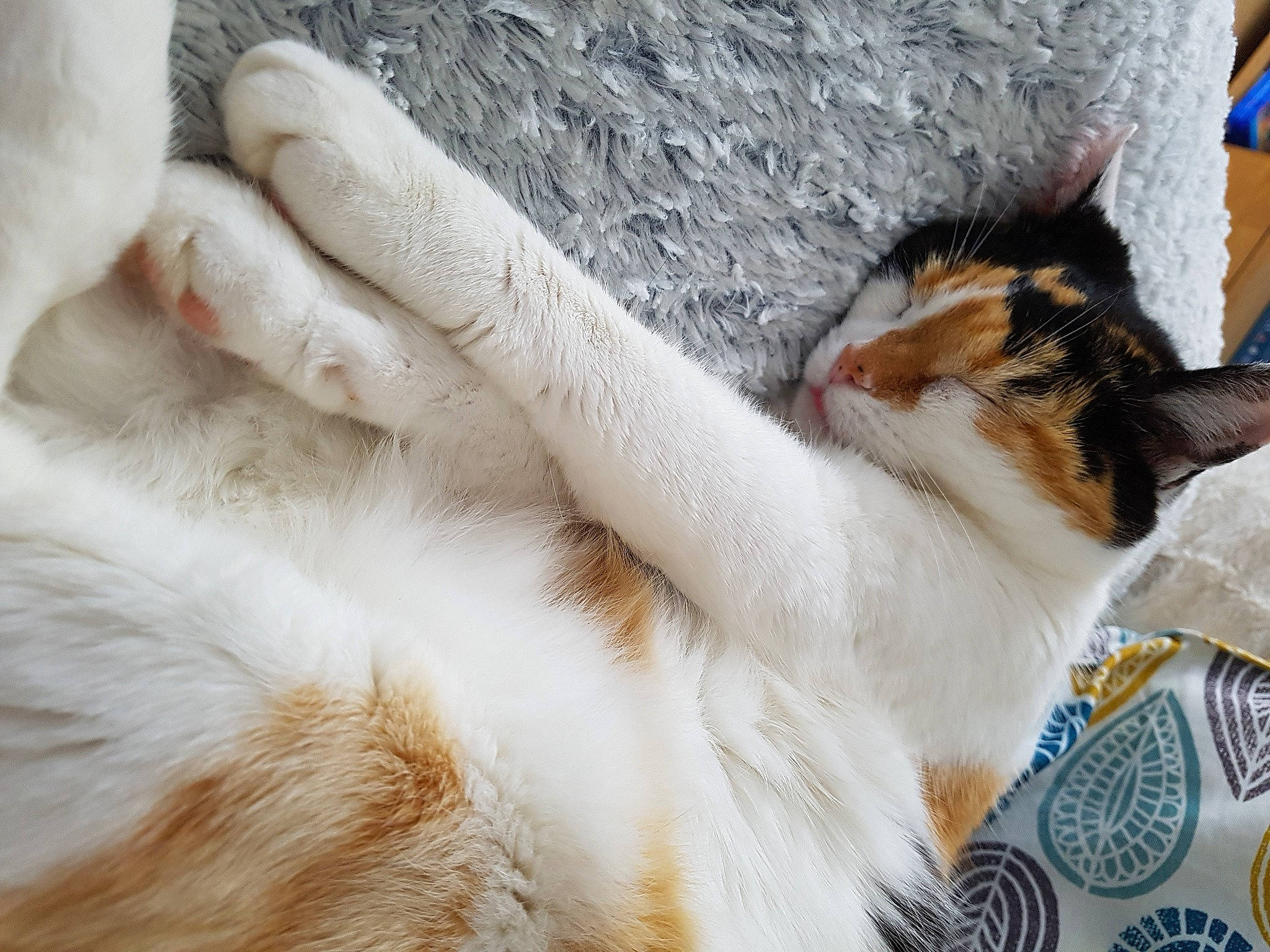 Eve a rejoint le concours — aidez-le/la à gagner de superbes lots ! carnivore, cat, claw, comfort, domestic_short_haired_cat, felidae, foot, fur, human_leg, nap, paw, small_to_medium_sized_cats, tail, whiskers