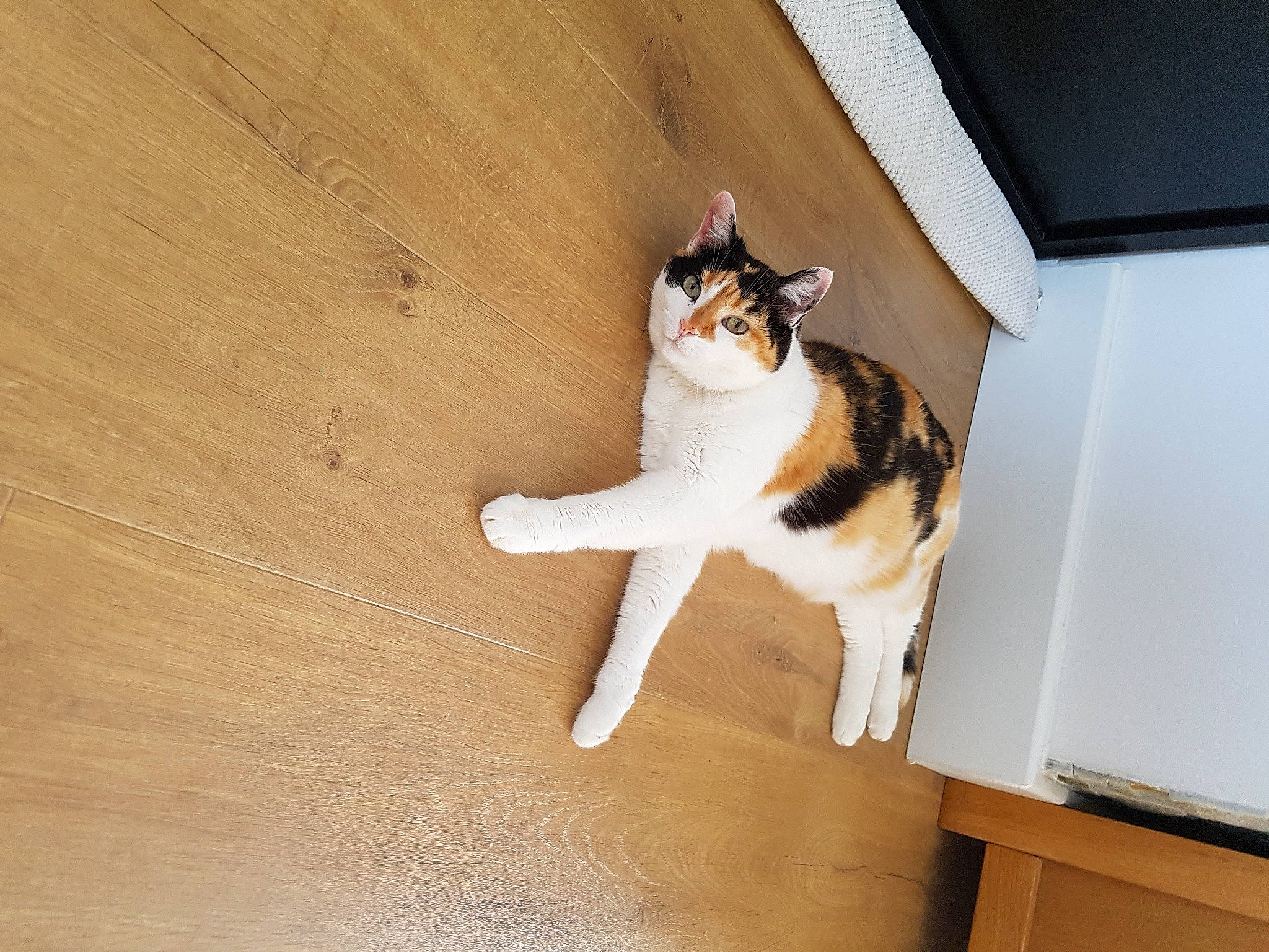 Eve participe au concours pour gagner de l'argent avec cette photo : brown, carnivore, cat, domestic_short_haired_cat, fawn, felidae, floor, flooring, fur, hardwood, laminate_flooring, paw, plywood, small_to_medium_sized_cats, tail, whiskers, window, wood, wood_flooring, wood_stain