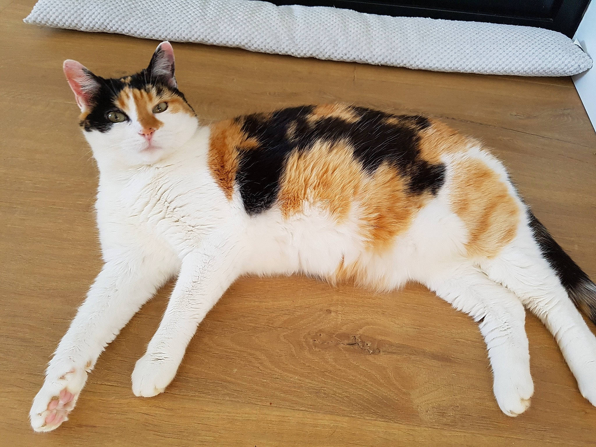 Eve participe au concours pour gagner de l'argent avec cette photo : carnivore, cat, domestic_short_haired_cat, felidae, flooring, foot, fur, hardwood, human_leg, paw, rectangle, sitting, small_to_medium_sized_cats, tail, terrestrial_animal, whiskers, wood, wood_flooring