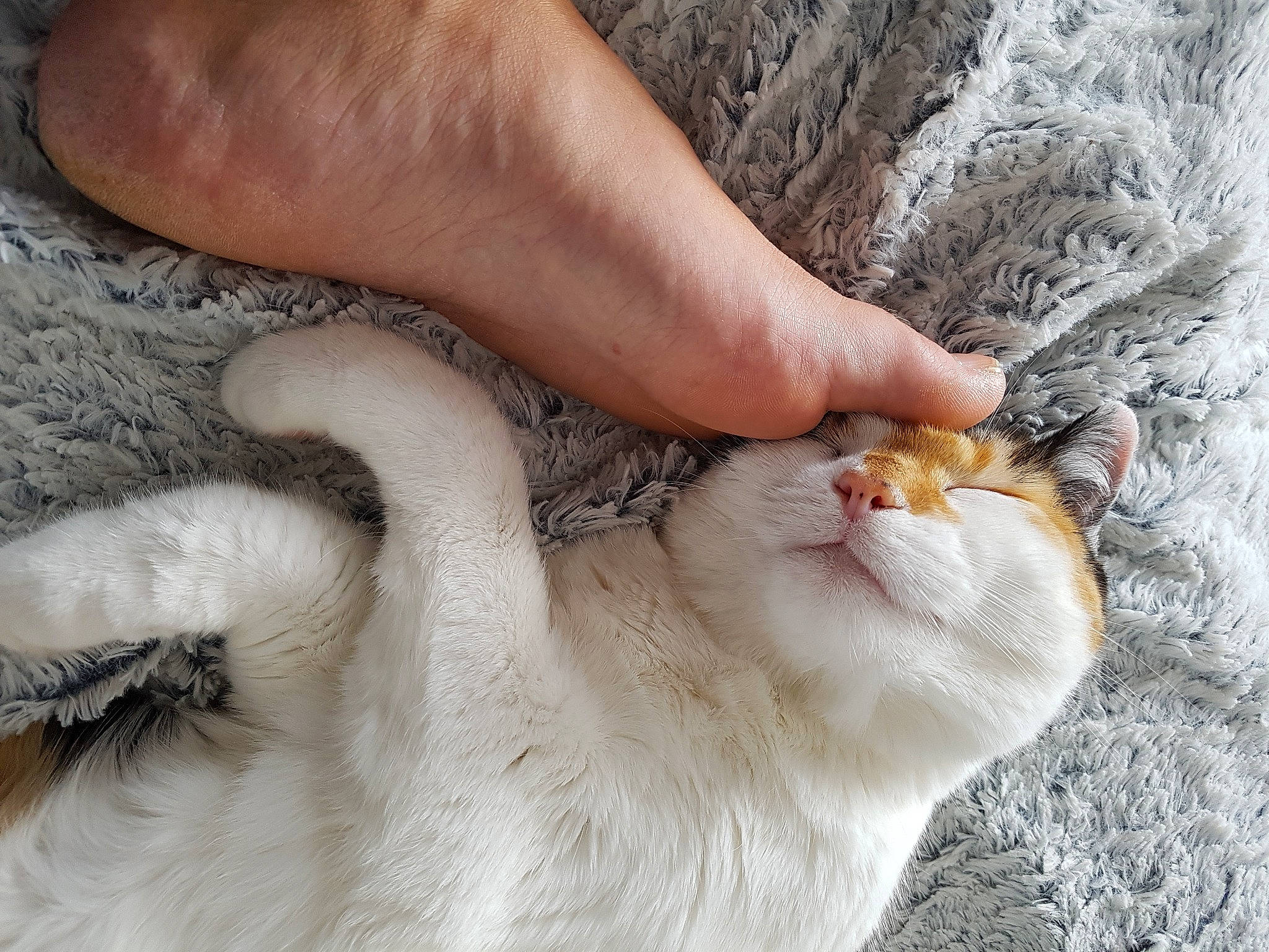 Eve participe au concours pour gagner de l'argent avec cette photo : canidae, cat, claw, fawn, felidae, foot, fur, gesture, goats, grass, human_leg, livestock, paw, small_to_medium_sized_cats, snout, soil, tail, terrestrial_animal, toe, whiskers