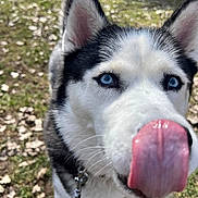 Mya is registered to the contest to win money with this photo: blue_eyes, canine, close_up, collar, dog, ears, fur, grass, happy, husky, leash, leaves, licking_camera, mobile_screenshot, nose, outdoor, pet, playful, portrait, tongue_out