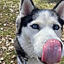 blue_eyes, canine, close_up, collar, dog, ears, fur, grass, happy, husky, leash, leaves, licking_camera, mobile_screenshot, nose, outdoor, pet, playful, portrait, tongue_out