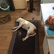 Aston participe au concours pour gagner de l'argent avec cette photo : carnivoran, cat, cat_like_mammal, dog_breed, dog_like_mammal, floor, flooring, furniture, italian_greyhound, small_to_medium_sized_cats, table, tail, whiskers