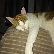 Theo participe au concours pour gagner de l'argent avec cette photo : aegean_cat, cat, cat_like_mammal, domestic_short_haired_cat, european_shorthair, fauna, fur, paw, small_to_medium_sized_cats, tail, whiskers