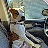 dog, car_interior, passenger_seat, window, daylight, building, trees, pet, seated, calm, curious, brown_and_white, collar, harness, dashboard, side_mirror, vehicle, animal, domestic, leash