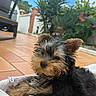 Bambino a rejoint le concours — aidez-le/la à gagner de superbes lots ! puppy, dog, outdoor, blanket, fur, cute, pet, animal, terracotta_tiles, greenery, plants, small_dog, young, relaxed, adorable, fur_texture, sitting, canine, nature, daylight