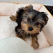 Bambino a rejoint le concours — aidez-le/la à gagner de superbes lots ! puppy, dog, small_dog, cute, fluffy, pet_bed, cozy, indoor, fur, animal, canine, looking_up, adorable, young_dog, domestic_animal, companion, resting, curious, soft_texture, friend