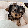 puppy, dog, small_dog, cute, fluffy, pet_bed, cozy, indoor, fur, animal, canine, looking_up, adorable, young_dog, domestic_animal, companion, resting, curious, soft_texture, friend
