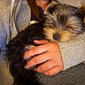 dog, puppy, sleeping, hand, person, hoodie, grey_clothing, indoor, cozy, fur, pet, rest, comfort, cuddling, warmth, casual_clothing, relaxation, closeup, young_dog, domestic_animal