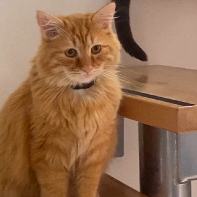 Titoune a rejoint le concours — aidez-le/la à gagner de superbes lots ! animal, black_cat_tail, calm, cat, cute, domestic, ears, feline, fur, furniture, home, indoor, metal, orange_cat, pet, relaxed, sitting, table, whiskers, wooden_chair