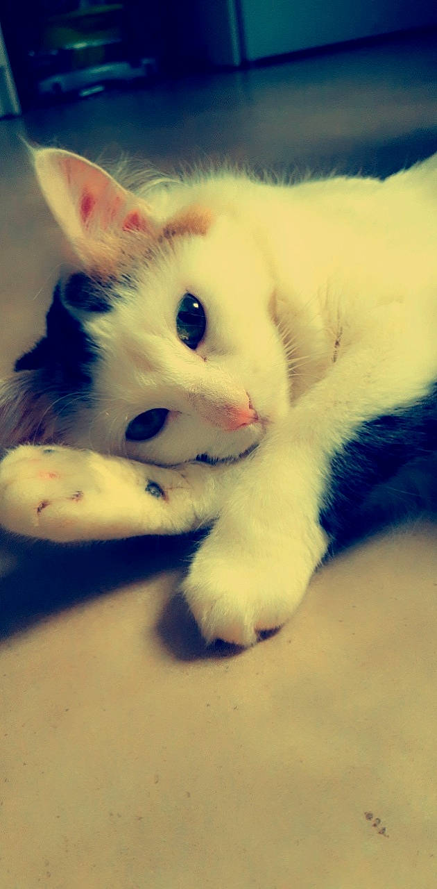 Jalousie participe au concours pour gagner de l'argent avec cette photo : carnivore, cat, claw, ear, eye, felidae, fur, khao_manee, kitten, mammal, nose, paw, polydactyl_cat, skin, small_to_medium_sized_cats, snout, turkish_angora, turkish_van, whiskers, white