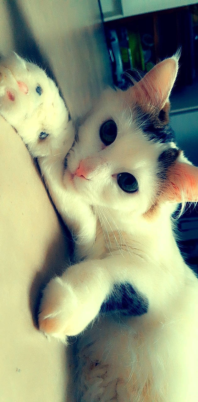 Jalousie a rejoint le concours — aidez-le/la à gagner de superbes lots ! aegean_cat, carnivore, cat, colorpoint_shorthair, eye, felidae, fur, javanese, khao_manee, kitten, mammal, nose, paw, polydactyl_cat, skin, small_to_medium_sized_cats, snout, turkish_angora, turkish_van, whiskers